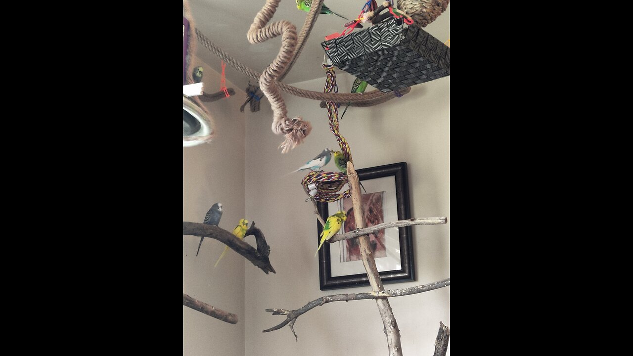 Amusement of 9 Budgies