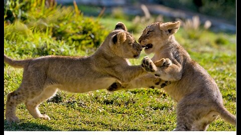 The Lion Cubs Appear!!!