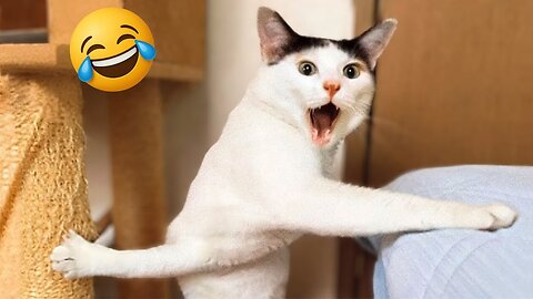 Best Funny Videos of CATS 🐱 & DOGS 🐶 Part 6 | Try Not to Laugh 2025 🤣