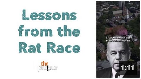 "Insights Gained from the Rat Race"