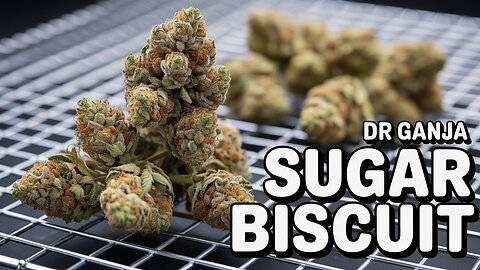 Legal & Loud: Sugar Biscuit Flower Is NOT What I Expected 😳🔥