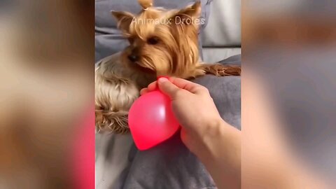 funny animal moments 😂😁