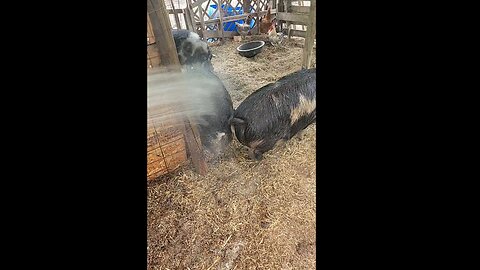 Hot Day For the Piggies! Update On Uncle Jac! No Revelation Redpill Tonight!