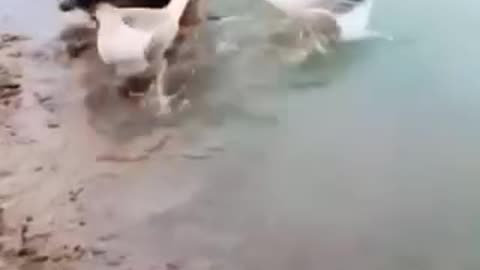 Funny 😂 video of dogs and ducks 😀