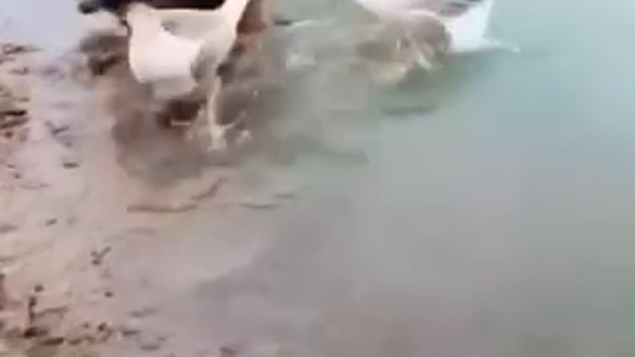 Funny 😂 video of dogs and ducks 😀