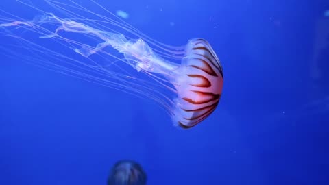 Jellyfish Swimming Underwater An Aquarium