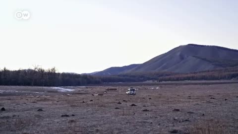 Russian Bears in Siberia Found in Mongolia