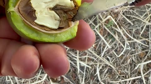 Nuts mygarden