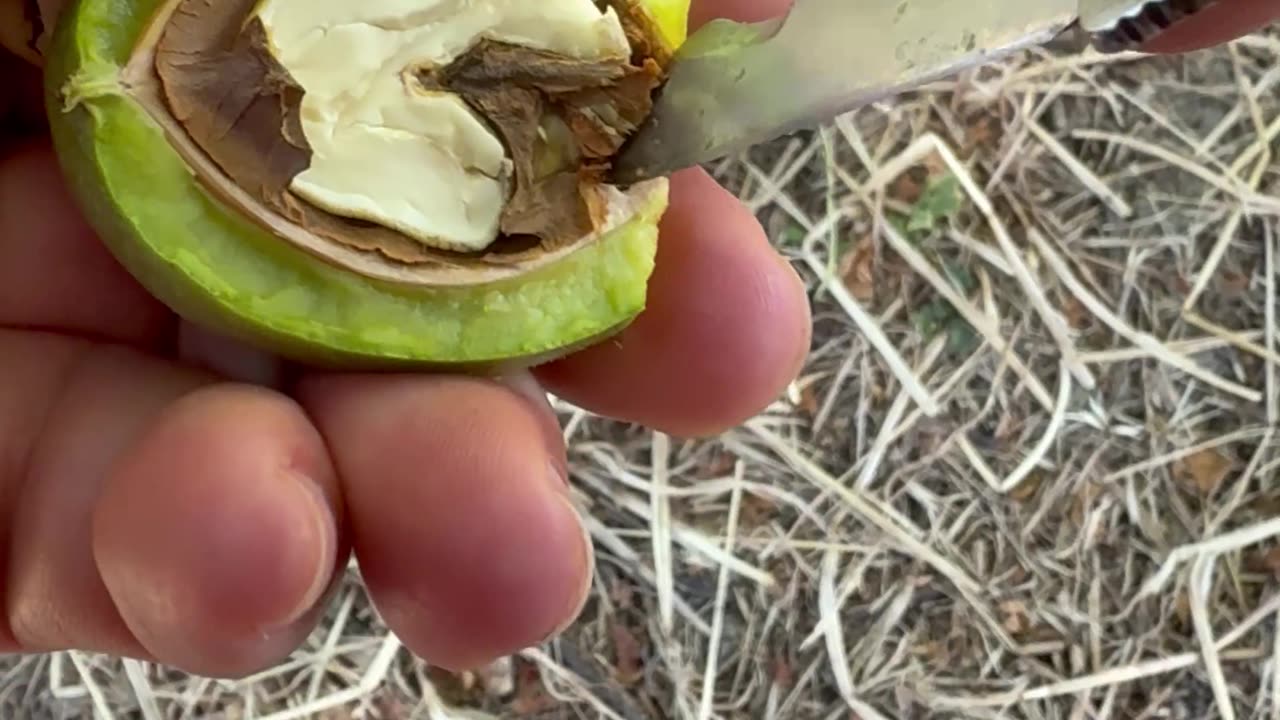 Nuts mygarden