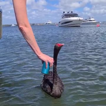 Welcome to Australia 🇦🇺 ( it’s water in the cup )