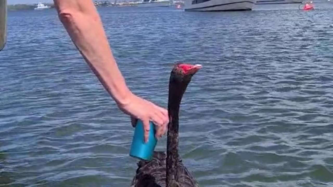 Welcome to Australia 🇦🇺 ( it’s water in the cup )