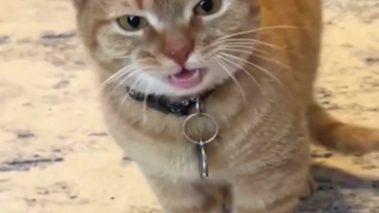Miaow