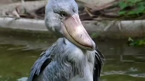 Shoebill bird