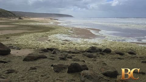 Strange foam and dead fish wash ashore at Oz beaches as surfers fall sick