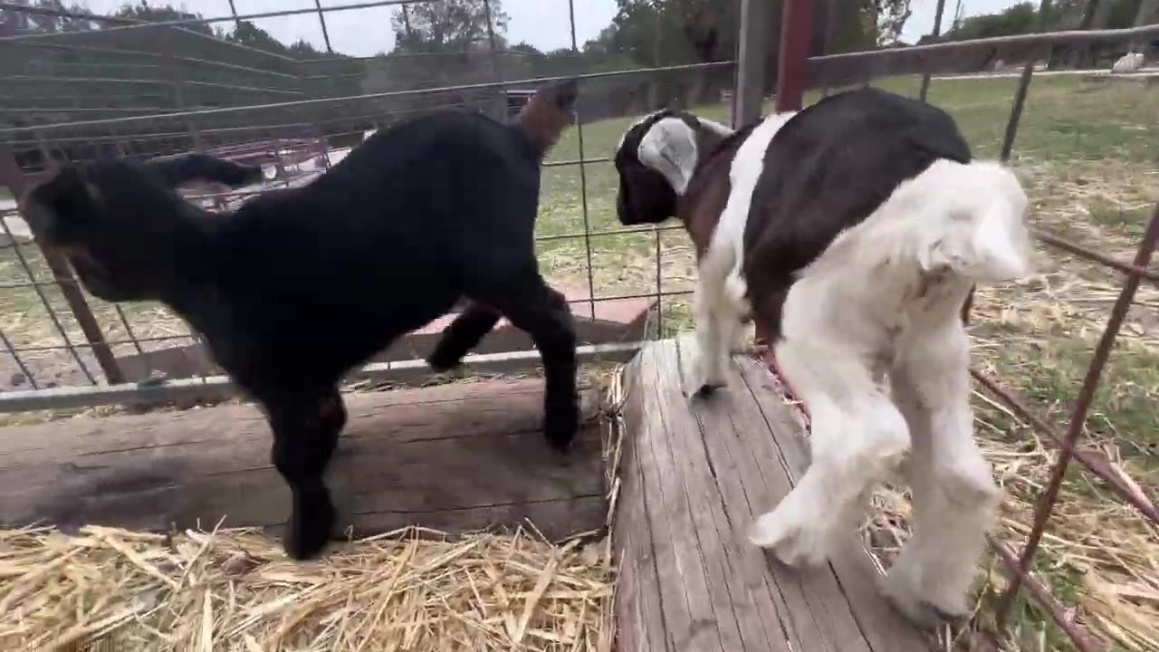 Best baby goat compilation video on the internet!!!