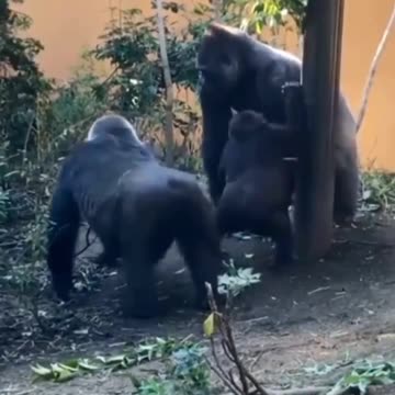 The origin of twerking