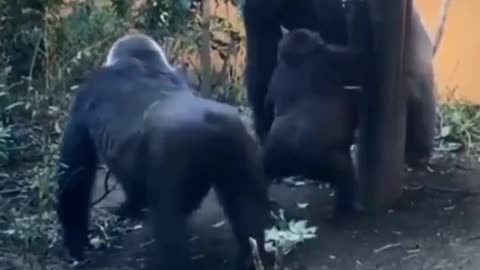 The origin of twerking