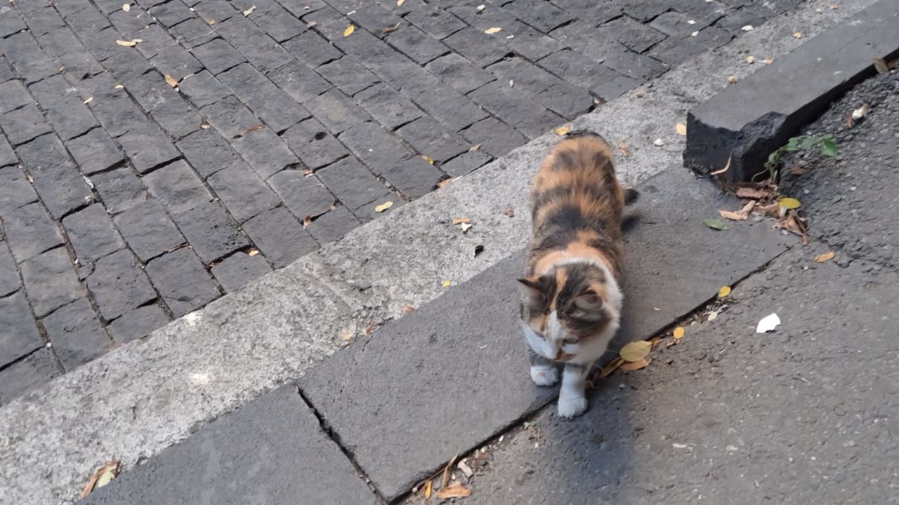 Calico Cuteness Overload: My Cat’s Camera Romance