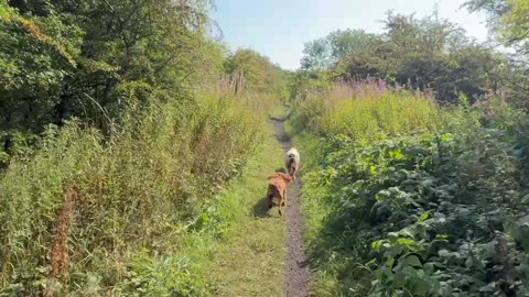 25/08/25 6mile walk with molly and willow