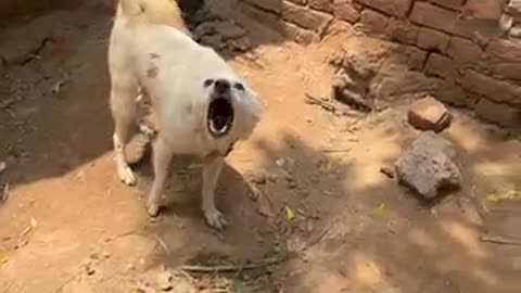 Beautiful female dog