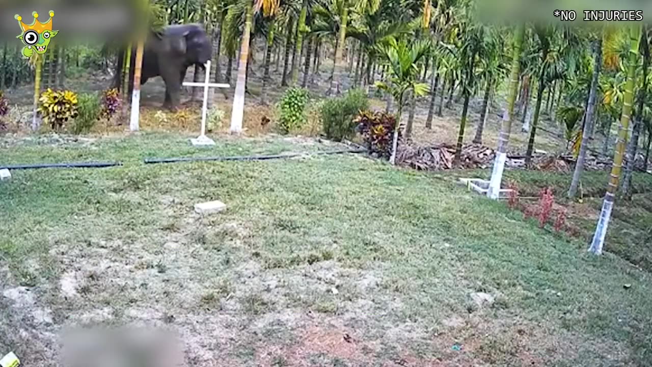 When Animals Go On A Rampage And Got Caught On Camera