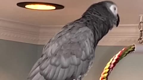 parrot says i love you too cute! ❤️😂