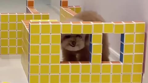 The personality differences of dogs