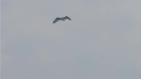 Osprey kissena park