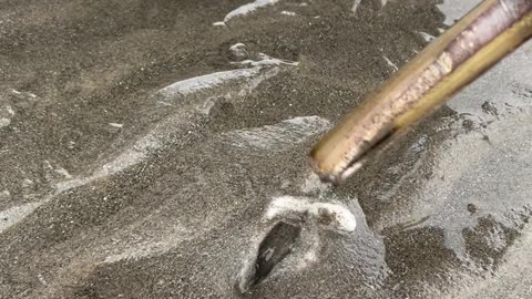 Gathering Razor Clams at Low Tide