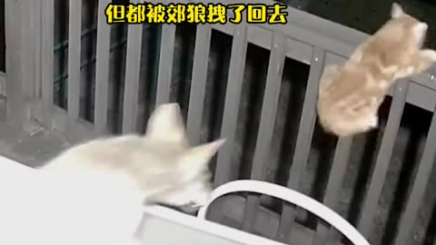 Coyotes break into residents' homes at night to prey on cats