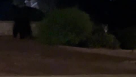 🐻😱 When a Bear Visit Turns Hilarious! | FunFM