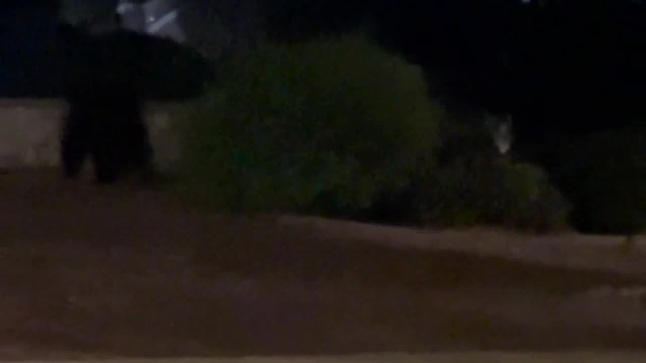 🐻😱 When a Bear Visit Turns Hilarious! | FunFM