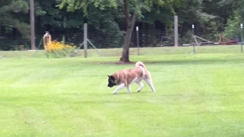 Are they in the yard? I'll save you!!!!