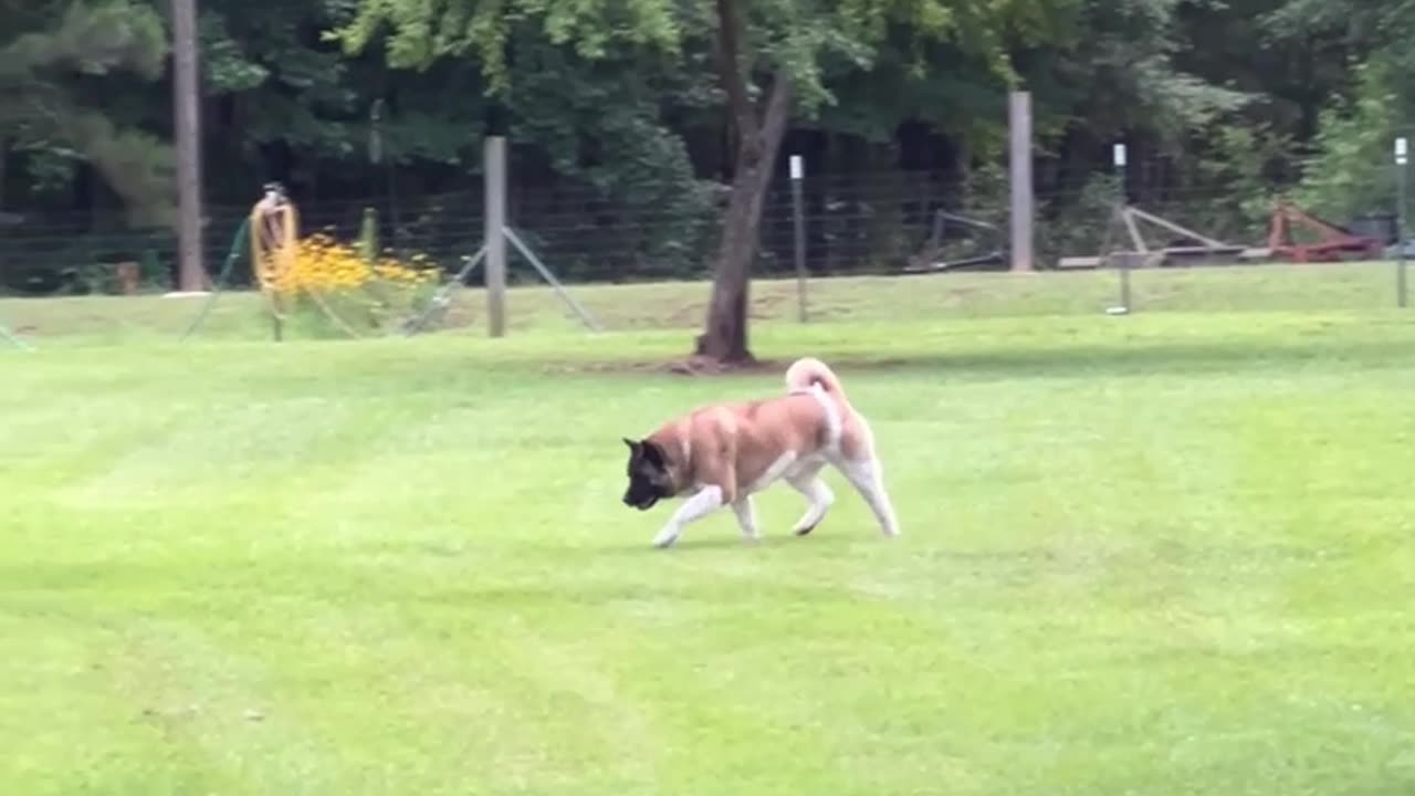 Are they in the yard? I'll save you!!!!