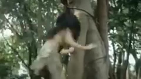 Animals videos