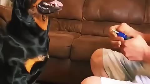 Dogs vs Nail Clipping – Hilarious Struggle! / Câinii și Tăiatul Unghiilor 😂🐾