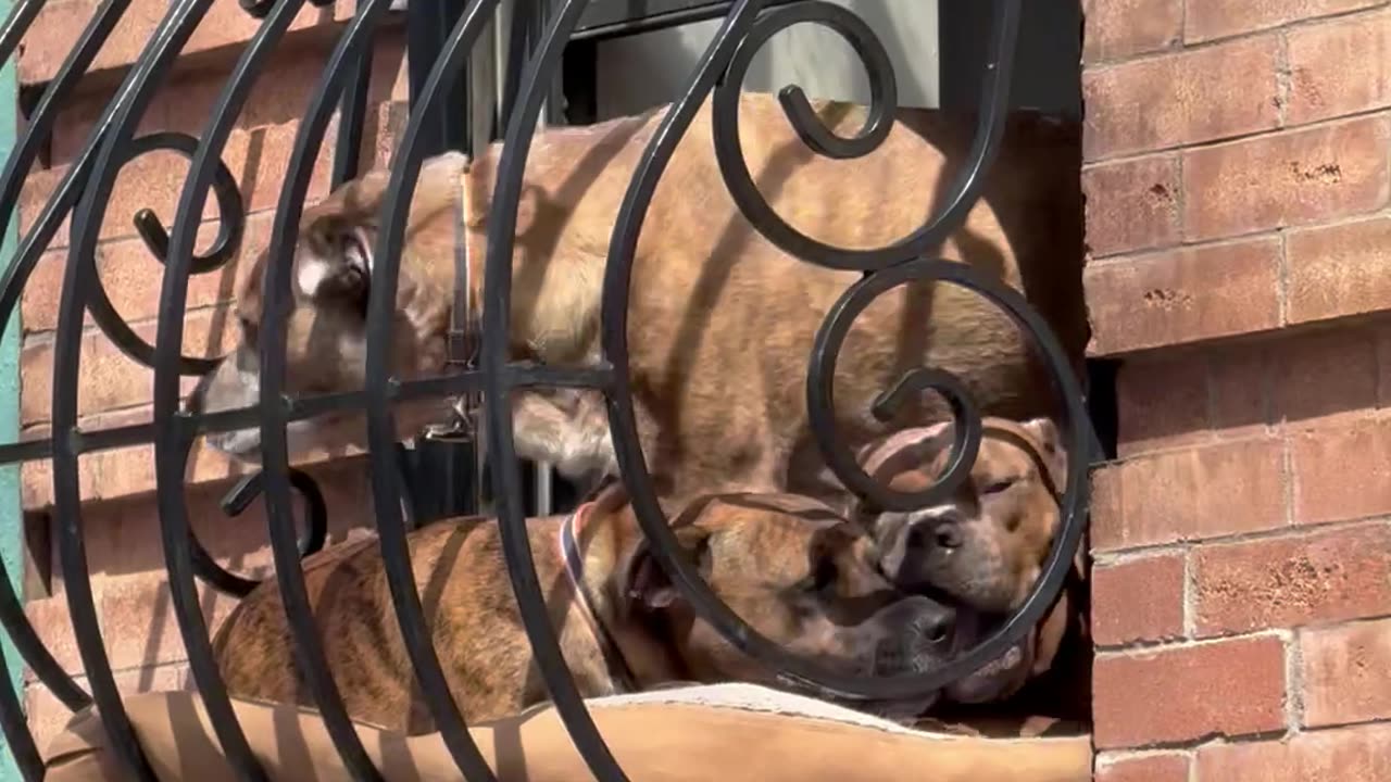 Puppy Window Delights Neighborhood