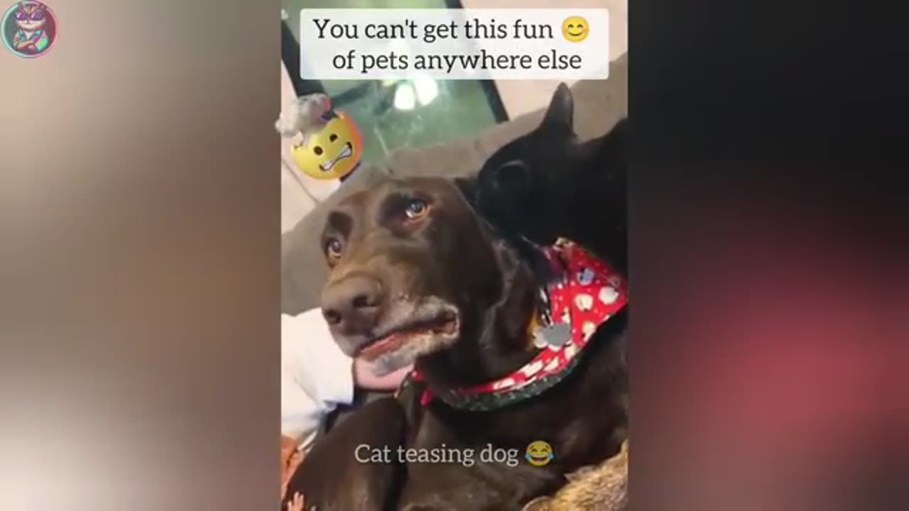Funny Cats and Dogs