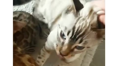 Cats😺😽