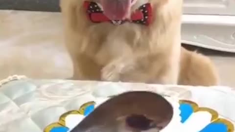 😂 Funny Cat Video 😻🐶