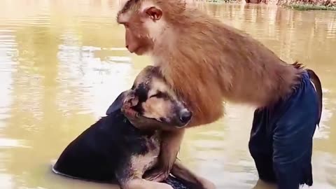 Funny video monkey vs dog with water very nice.