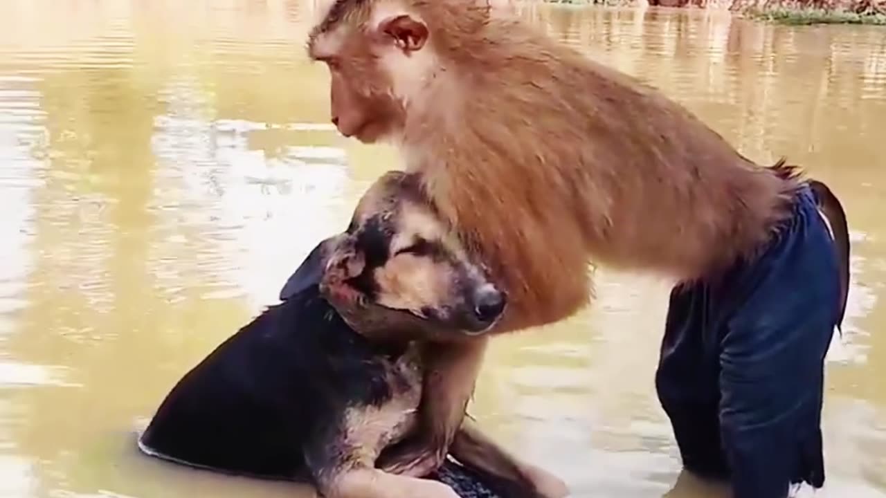 Funny video monkey vs dog with water very nice.