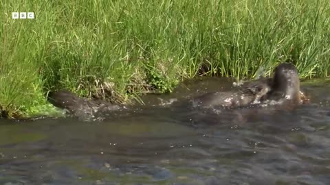 ‎When Yellowstone s Rivers Become a Predator Playground | Great American Thaw | BBC Earth