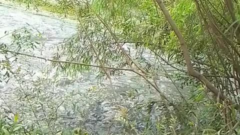 Disfrutando del correr de las aguas - Arroyo Tacuarembó Chico 07/01/2026