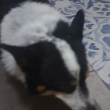 Sugar and I play with a toy ray (Shorts) #shorts