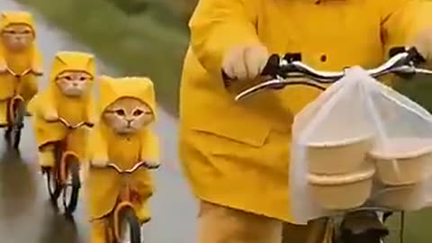 Funny cat 🤣😺 video