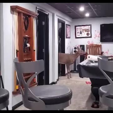 Deer opens front door and trashes house