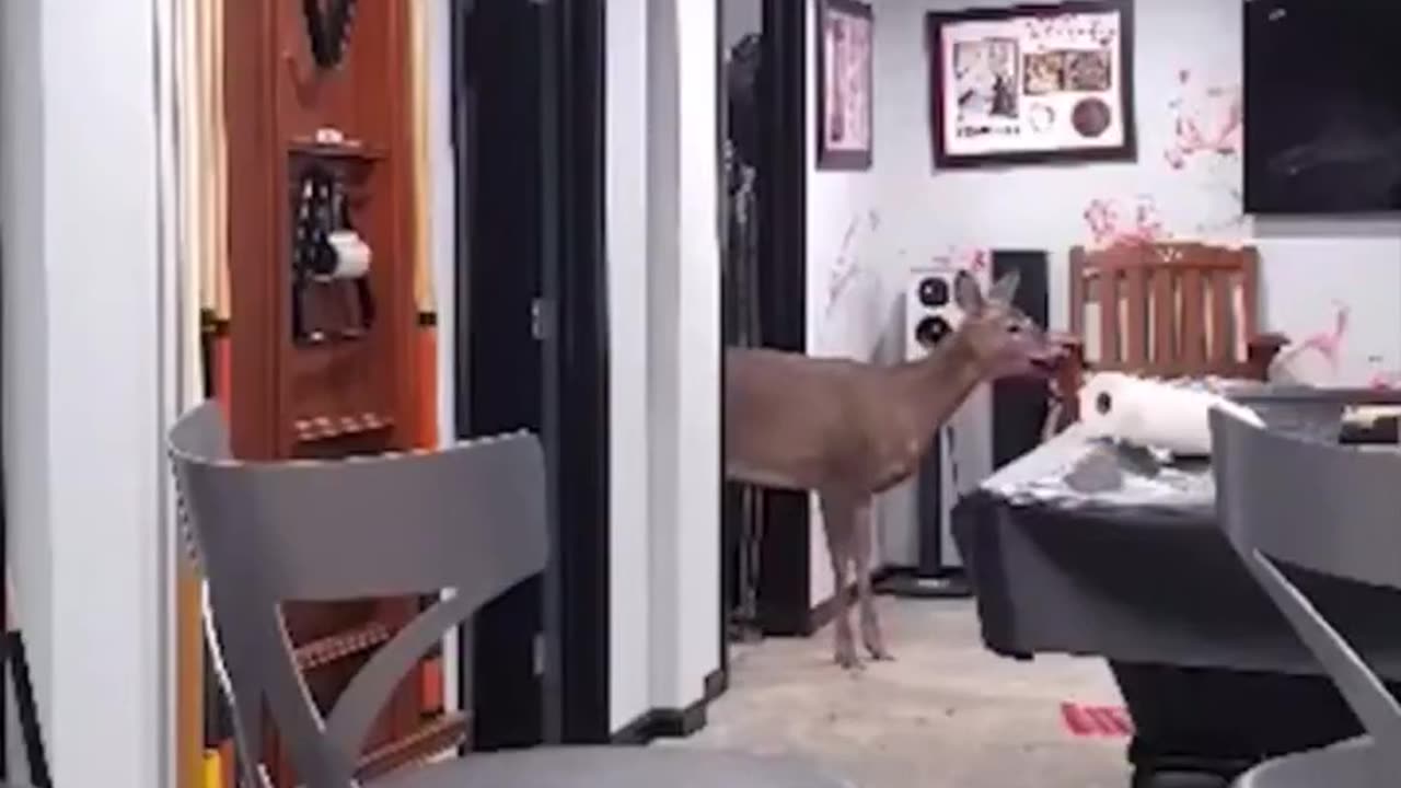 Deer opens front door and trashes house