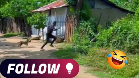 FUNNY DOG'S VIDEO 😀😀😀