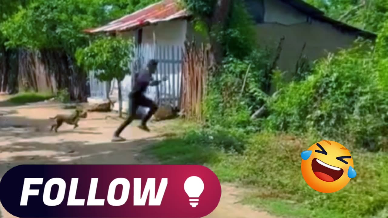 FUNNY DOG'S VIDEO 😀😀😀